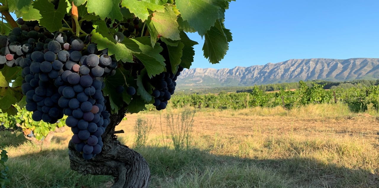 Raisins dans les Vignes