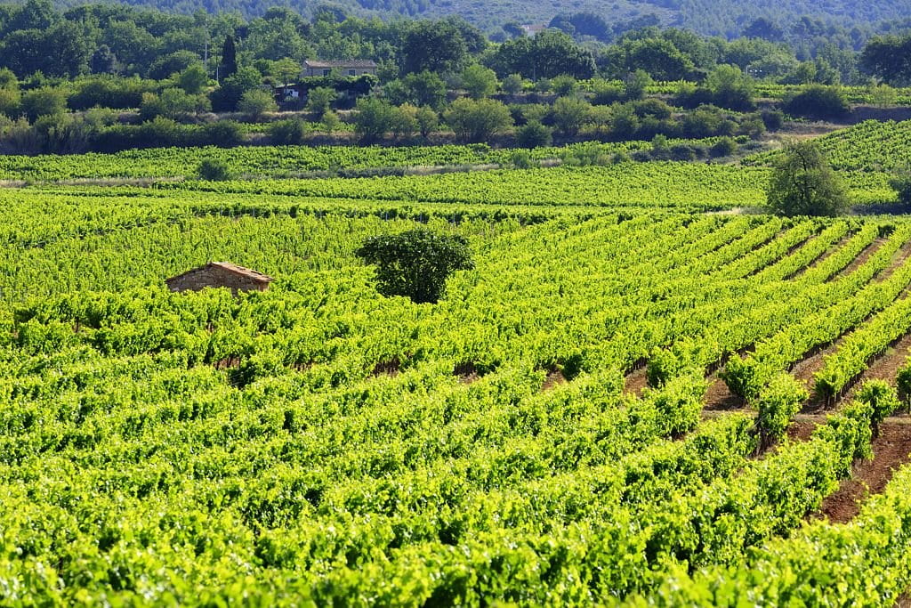 Vignoble VMSV 2